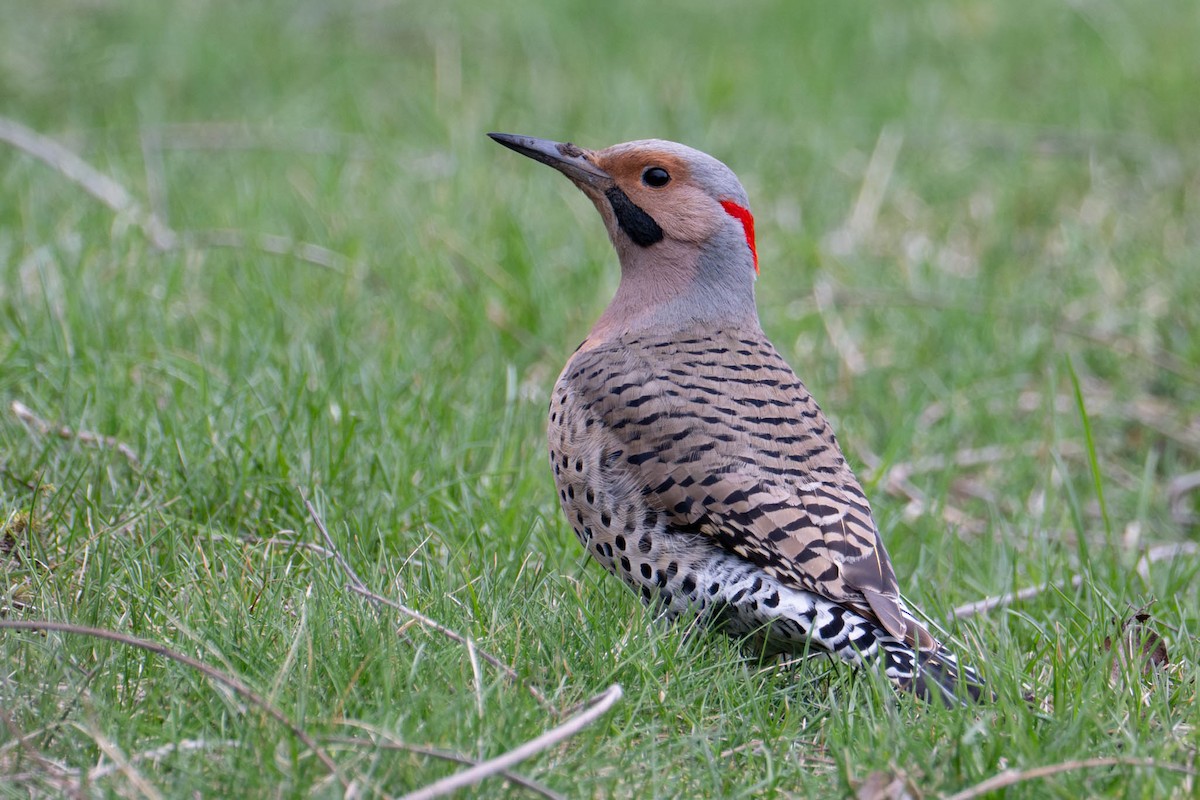Northern Flicker - ML633558011