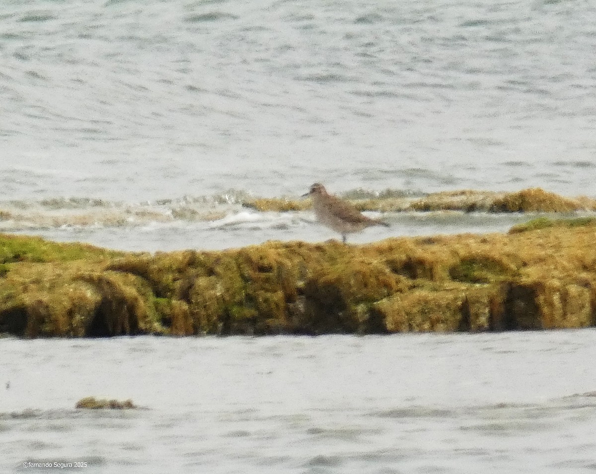 American Golden-Plover - ML633558023