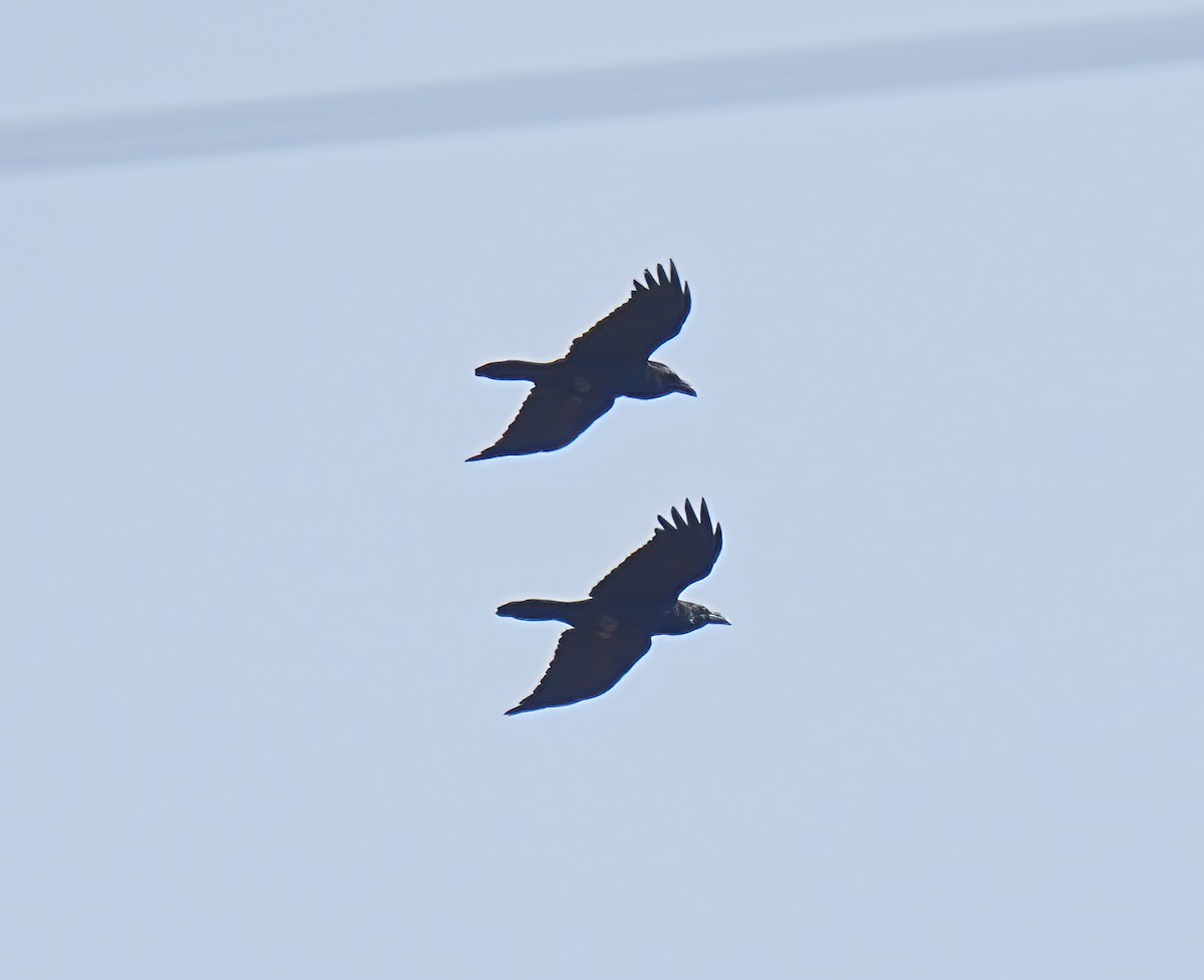 Common Raven - ML633558040