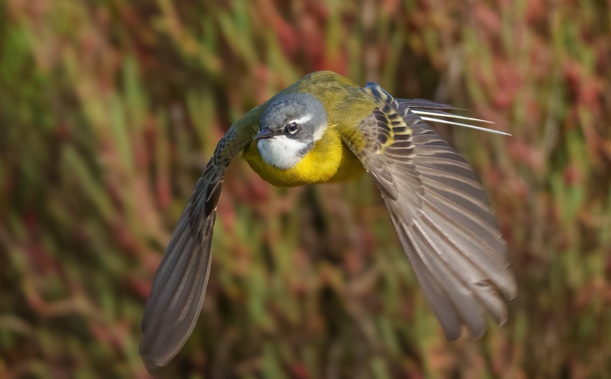 Western Yellow Wagtail - ML633558056