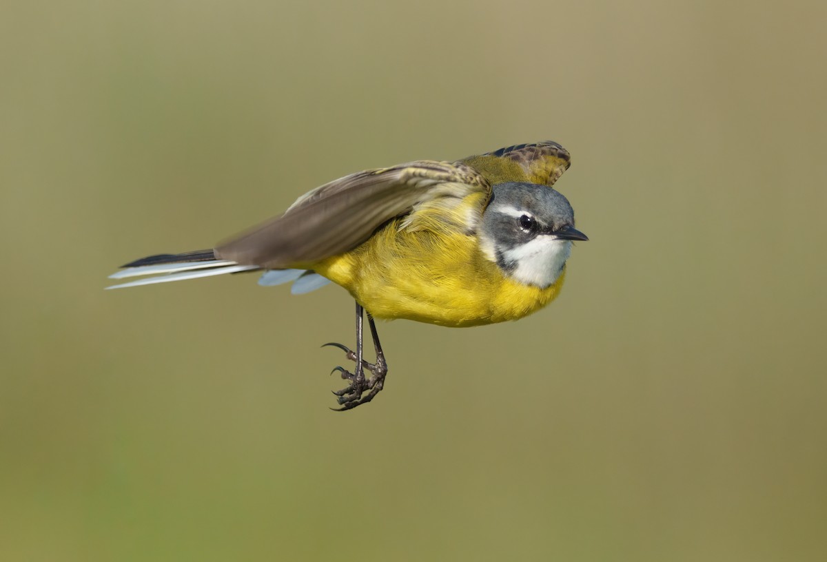 Western Yellow Wagtail - ML633558057