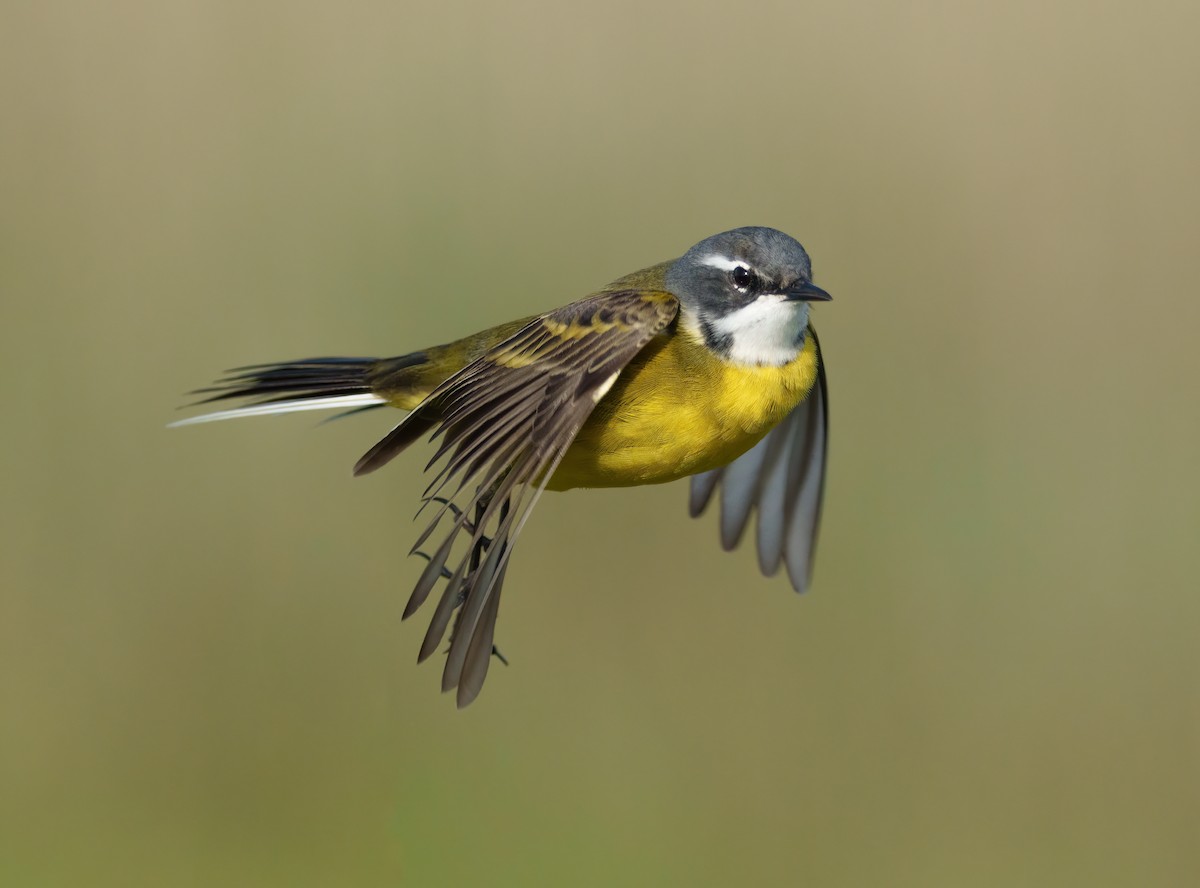Western Yellow Wagtail - ML633558058