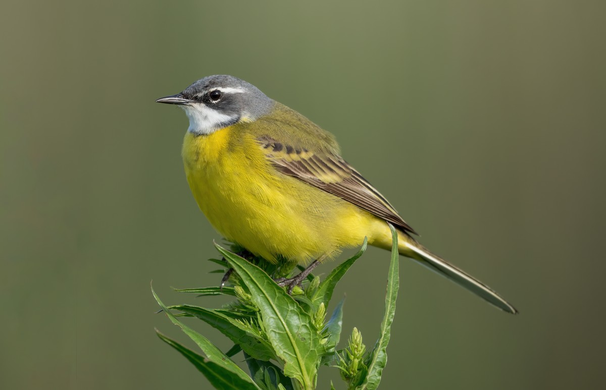 Western Yellow Wagtail - ML633558060