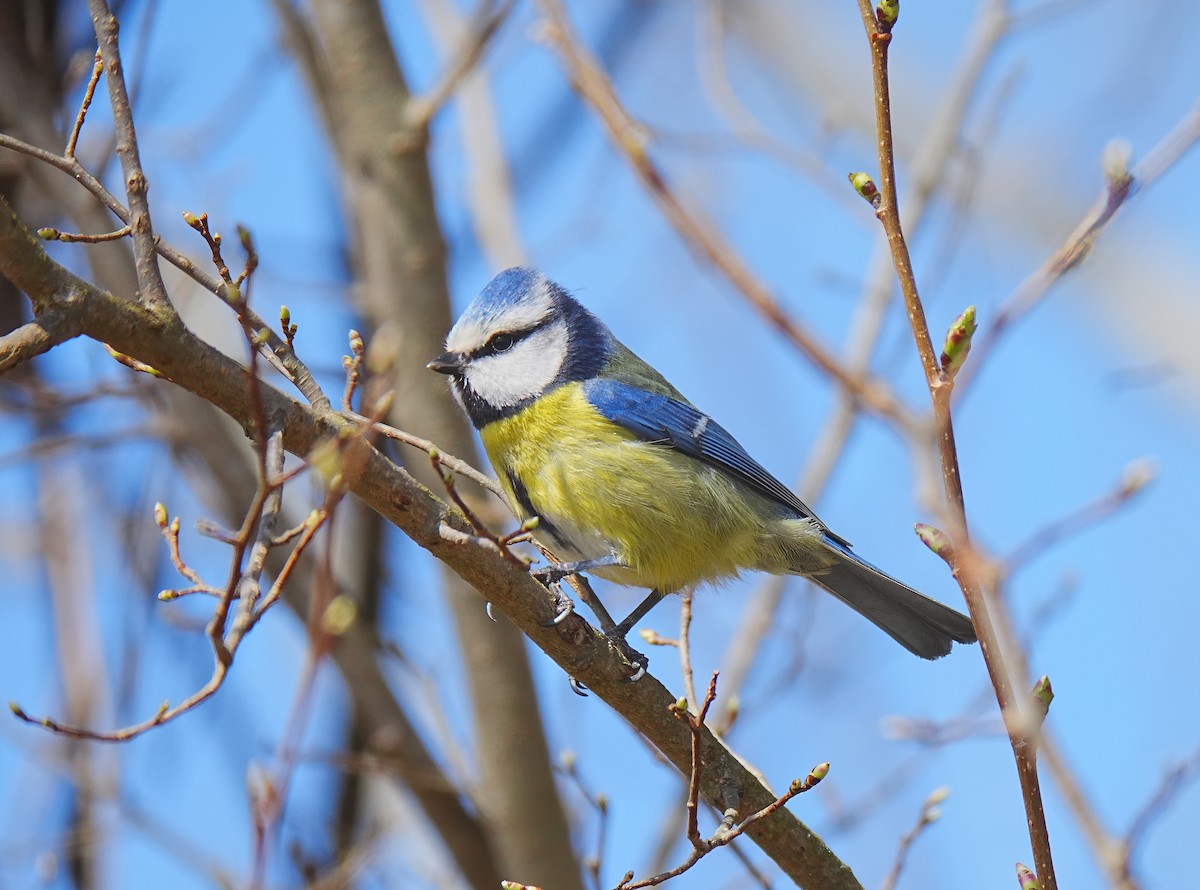 Eurasian Blue Tit - ML633558068