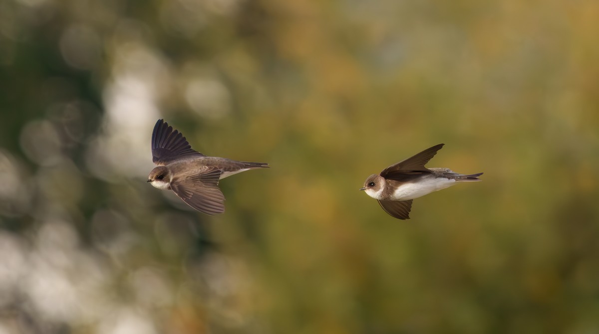Bank Swallow - ML633558077