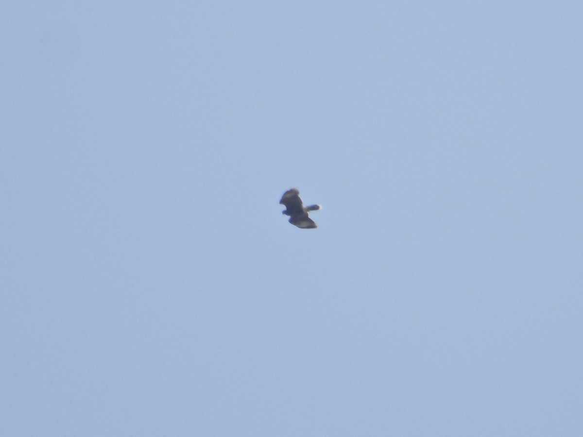 Harris's Hawk - ML633558084