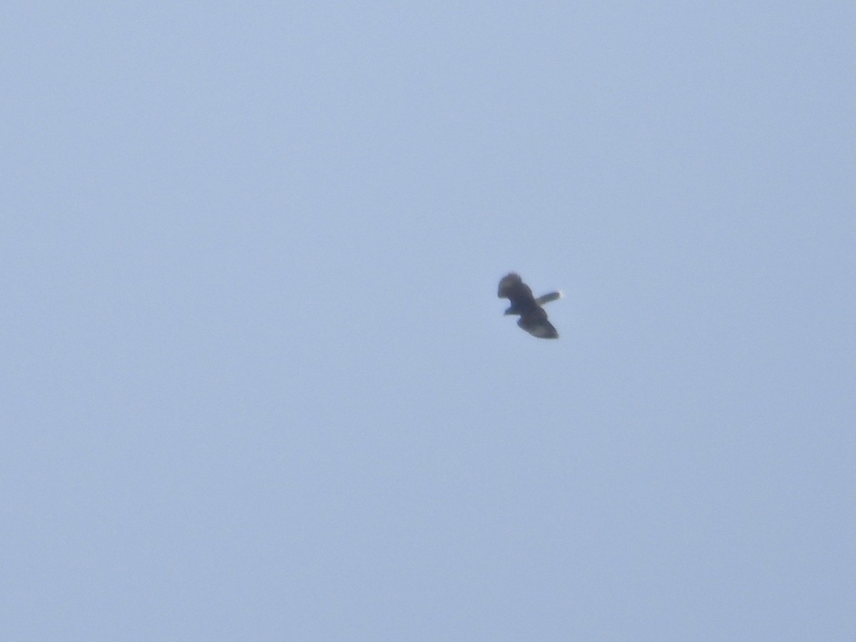 Harris's Hawk - ML633558085