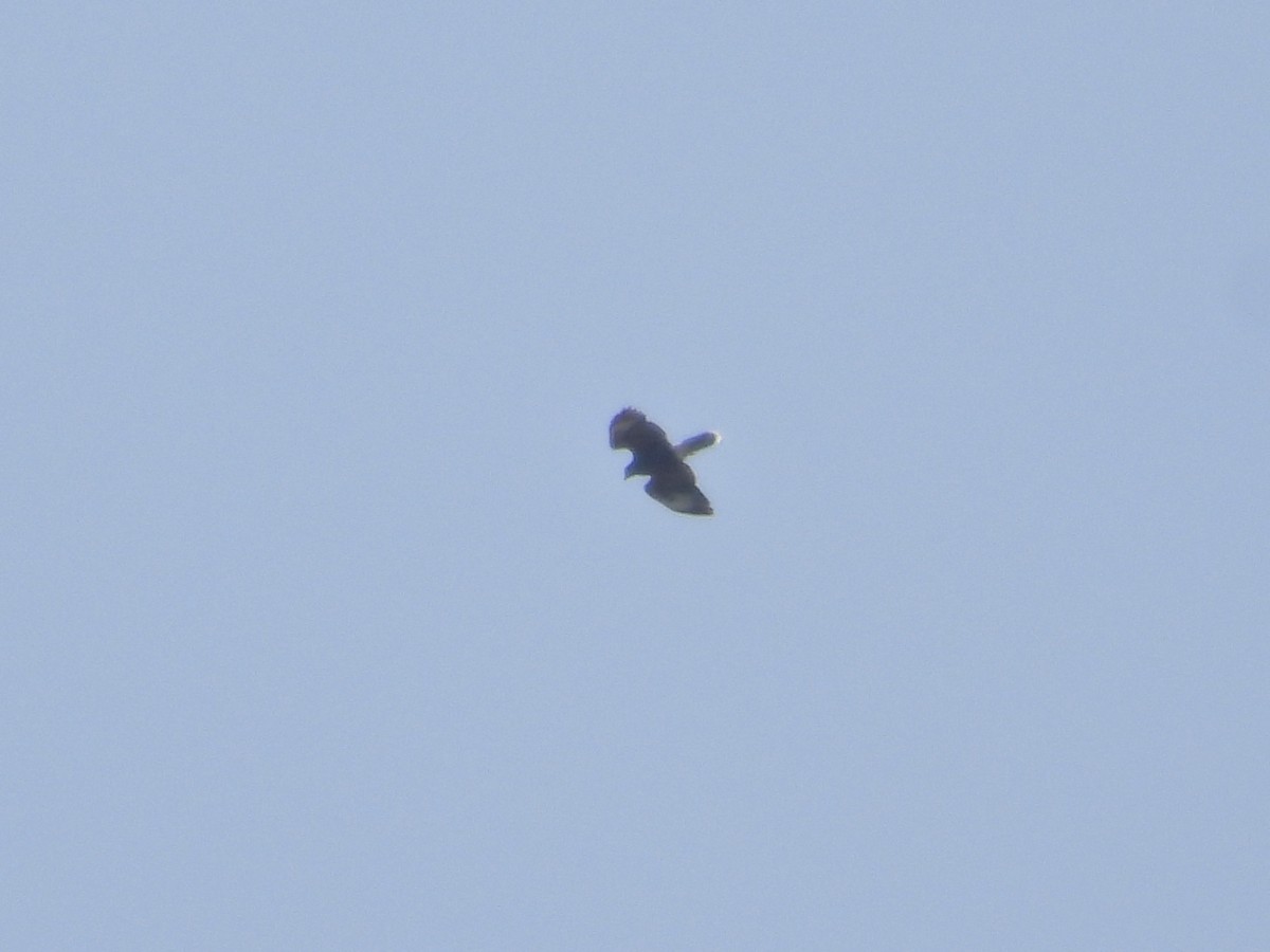 Harris's Hawk - ML633558086