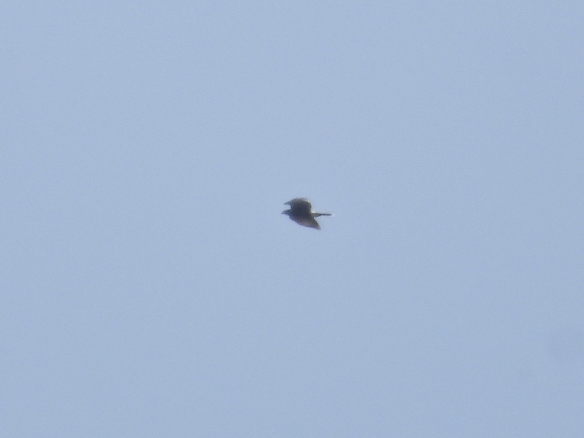 Harris's Hawk - ML633558087