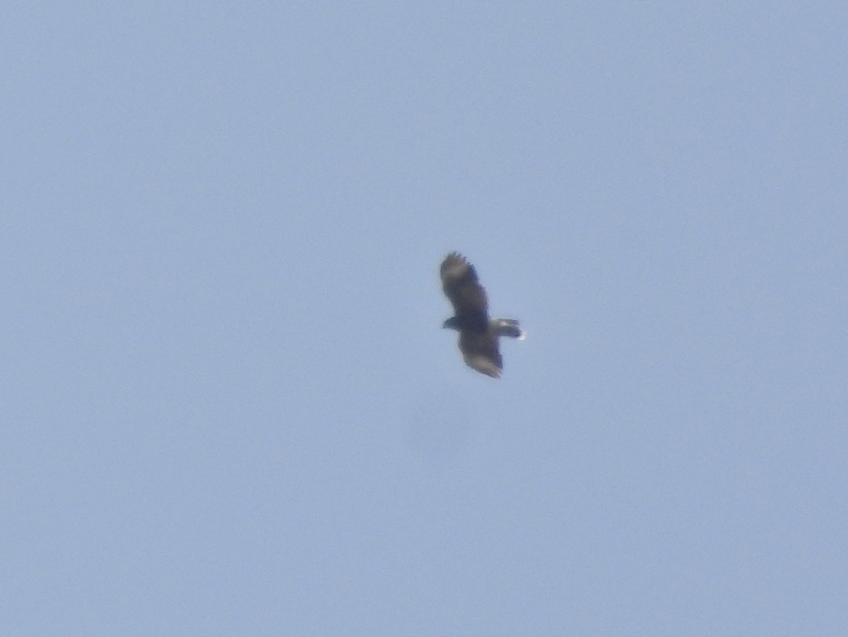 Harris's Hawk - ML633558088