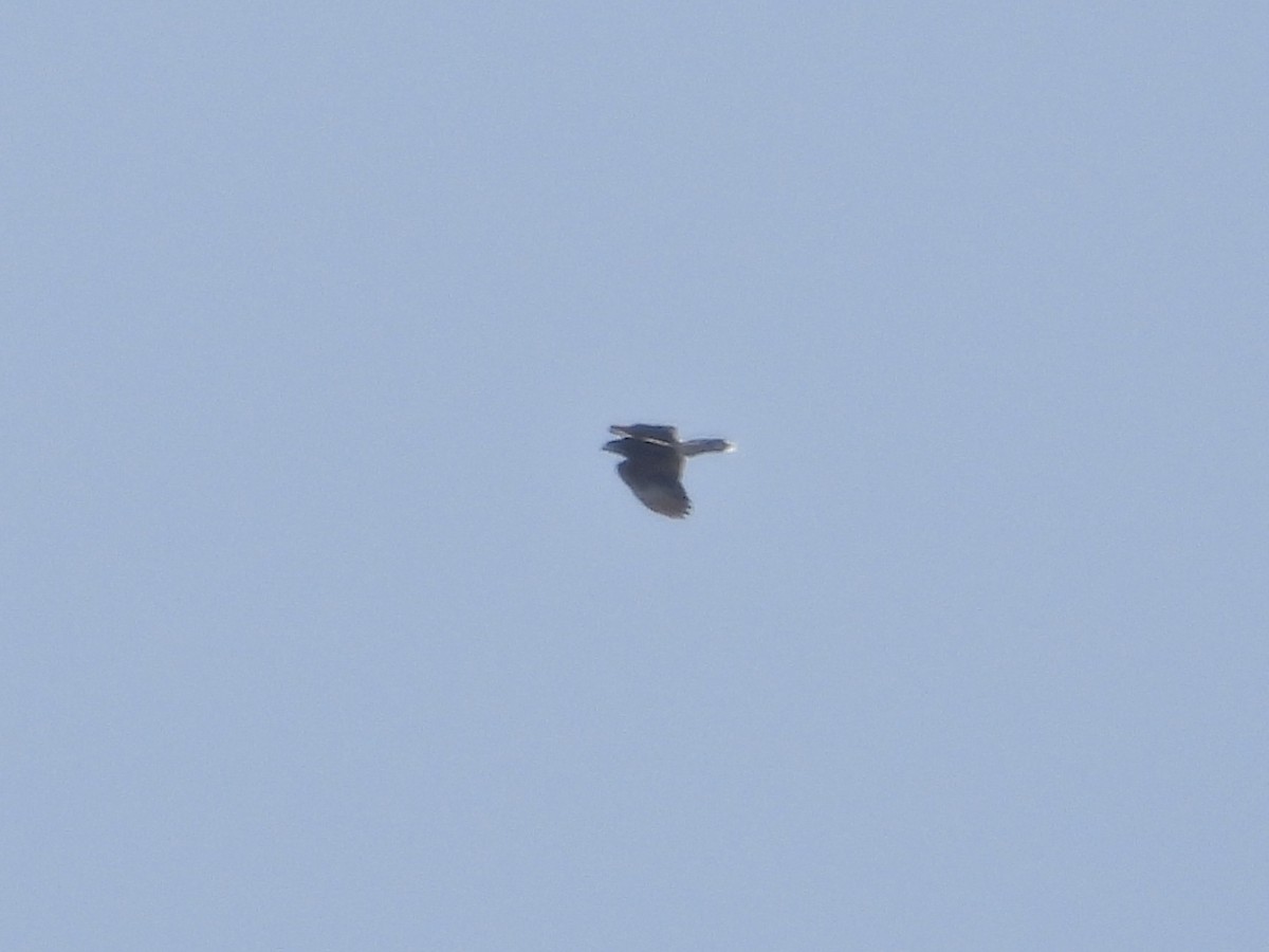 Harris's Hawk - ML633558089