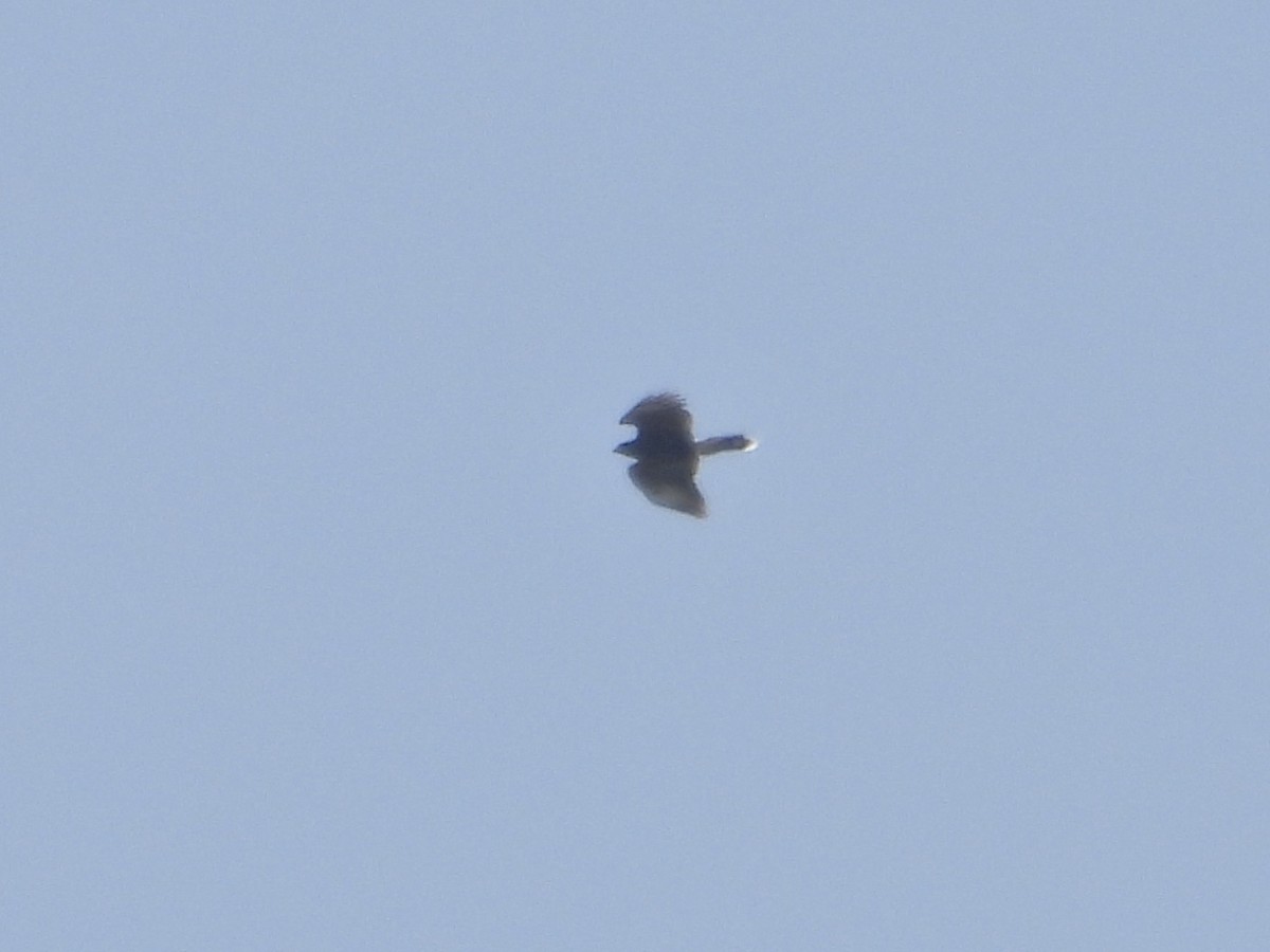 Harris's Hawk - ML633558091