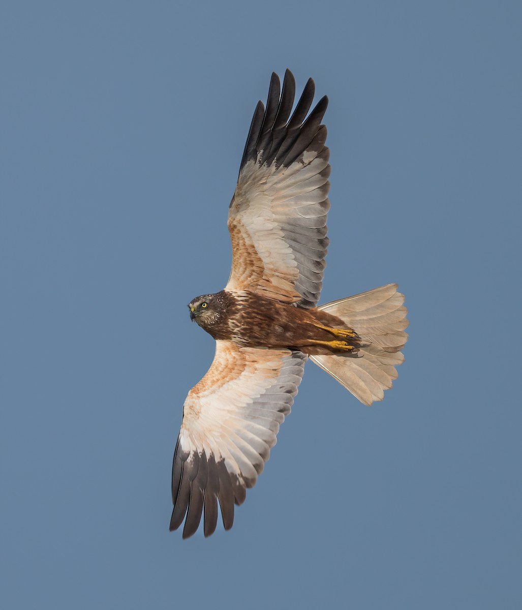 Western Marsh Harrier - ML633558104