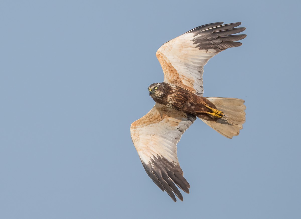 Western Marsh Harrier - ML633558105