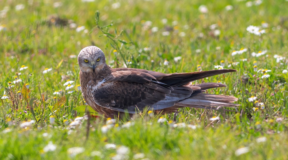 Western Marsh Harrier - ML633558106