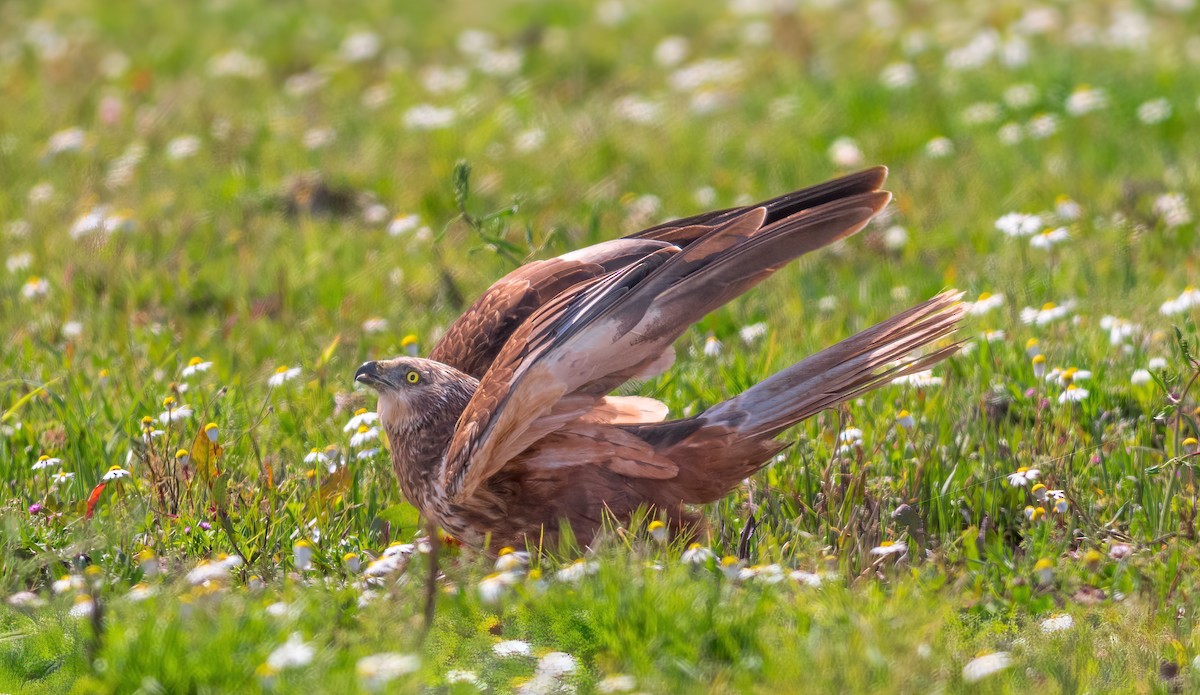 Western Marsh Harrier - ML633558107