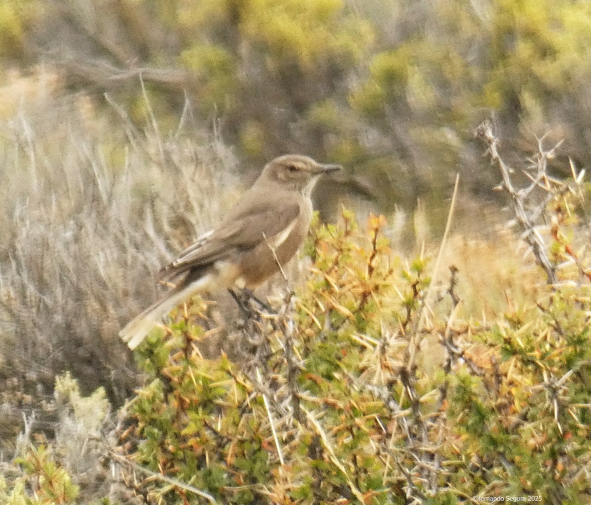 Black-billed Shrike-Tyrant - ML633558126
