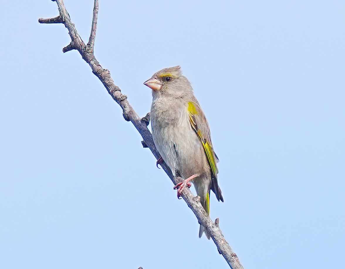 European Greenfinch - ML633558131