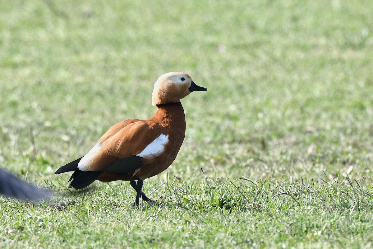 Ruddy Shelduck - ML633558206