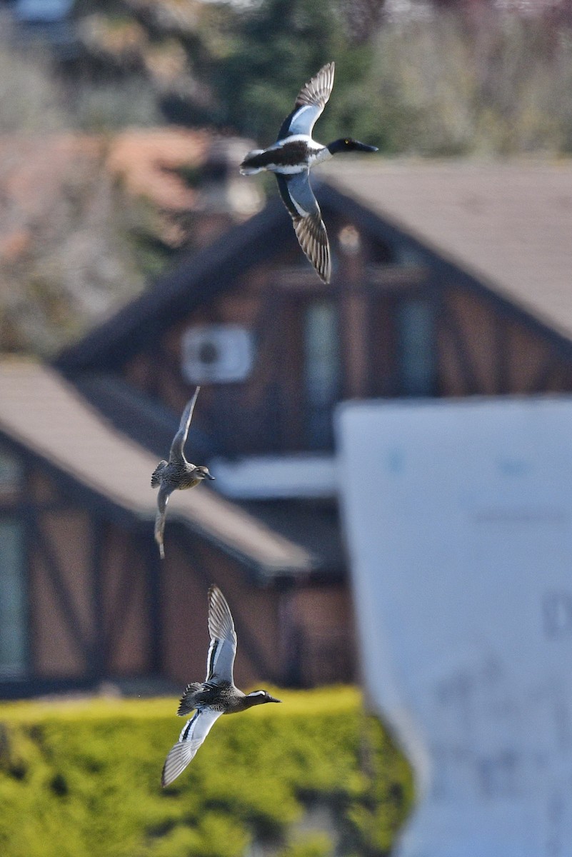 Northern Shoveler - ML633558223