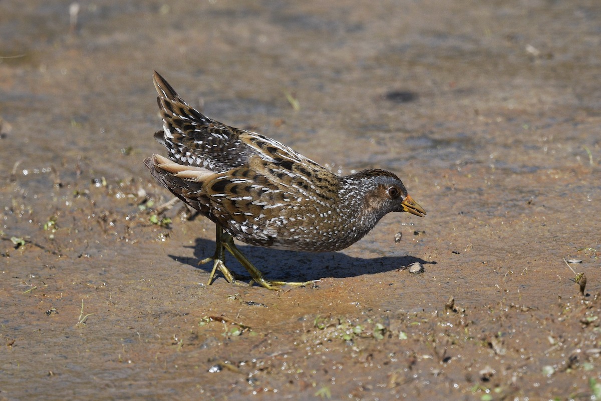 Spotted Crake - ML633558228