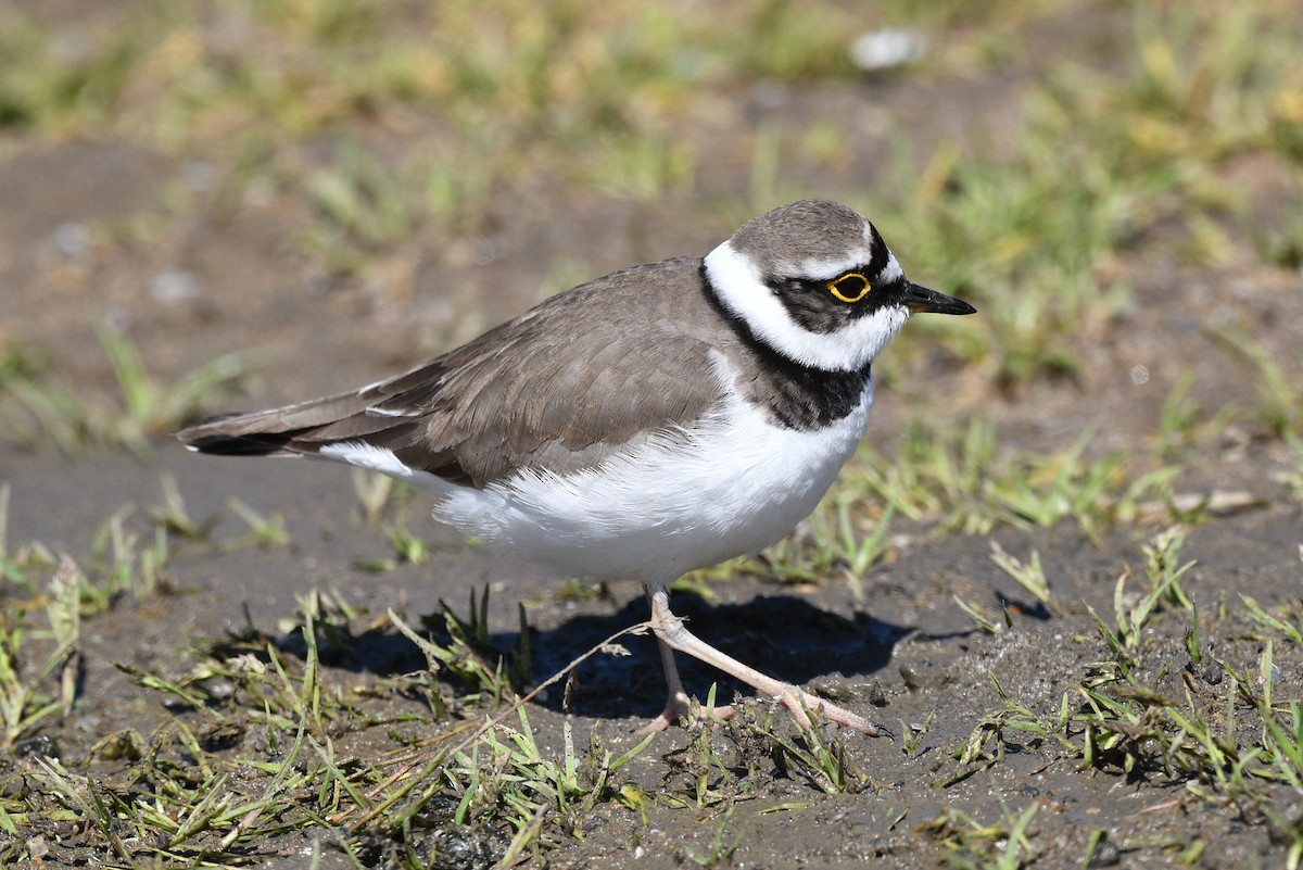 Little Ringed Plover - ML633558231