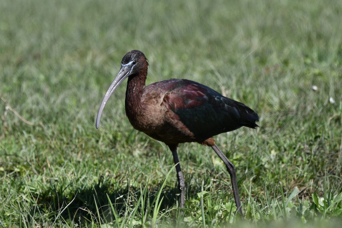 Glossy Ibis - ML633558235