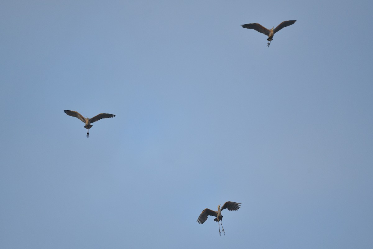 Purple Heron - ML633558241