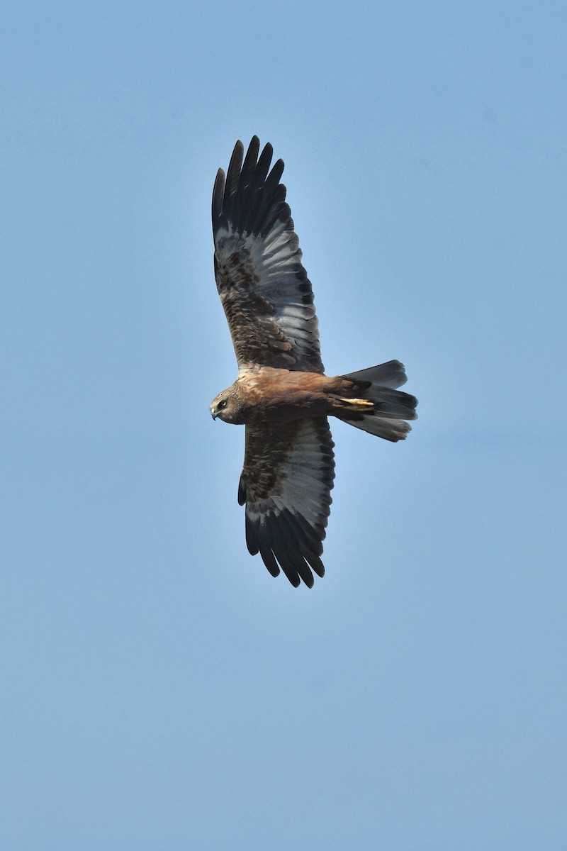 Western Marsh Harrier - ML633558246