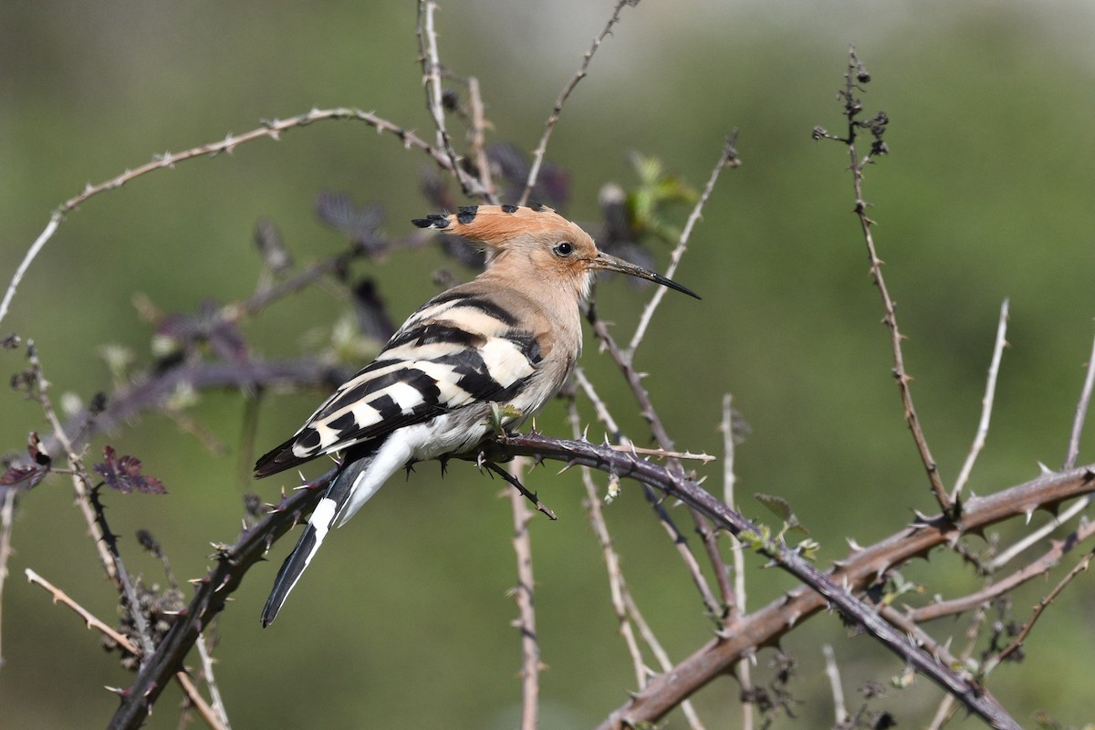 Common Hoopoe - ML633558249