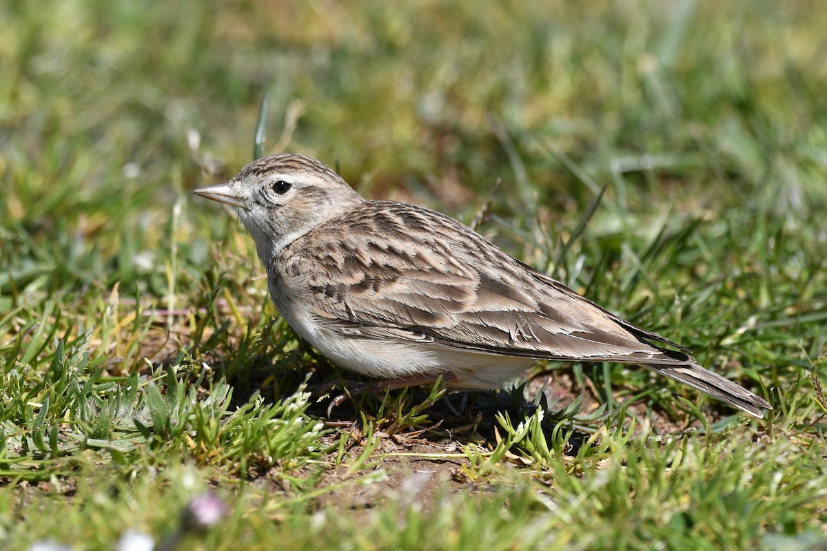 Greater Short-toed Lark - ML633558260