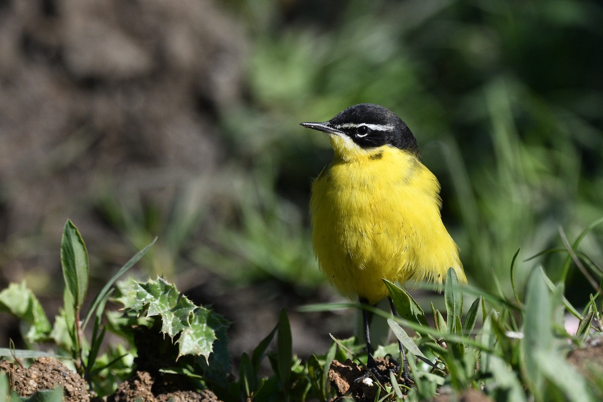 Western Yellow Wagtail - ML633558280