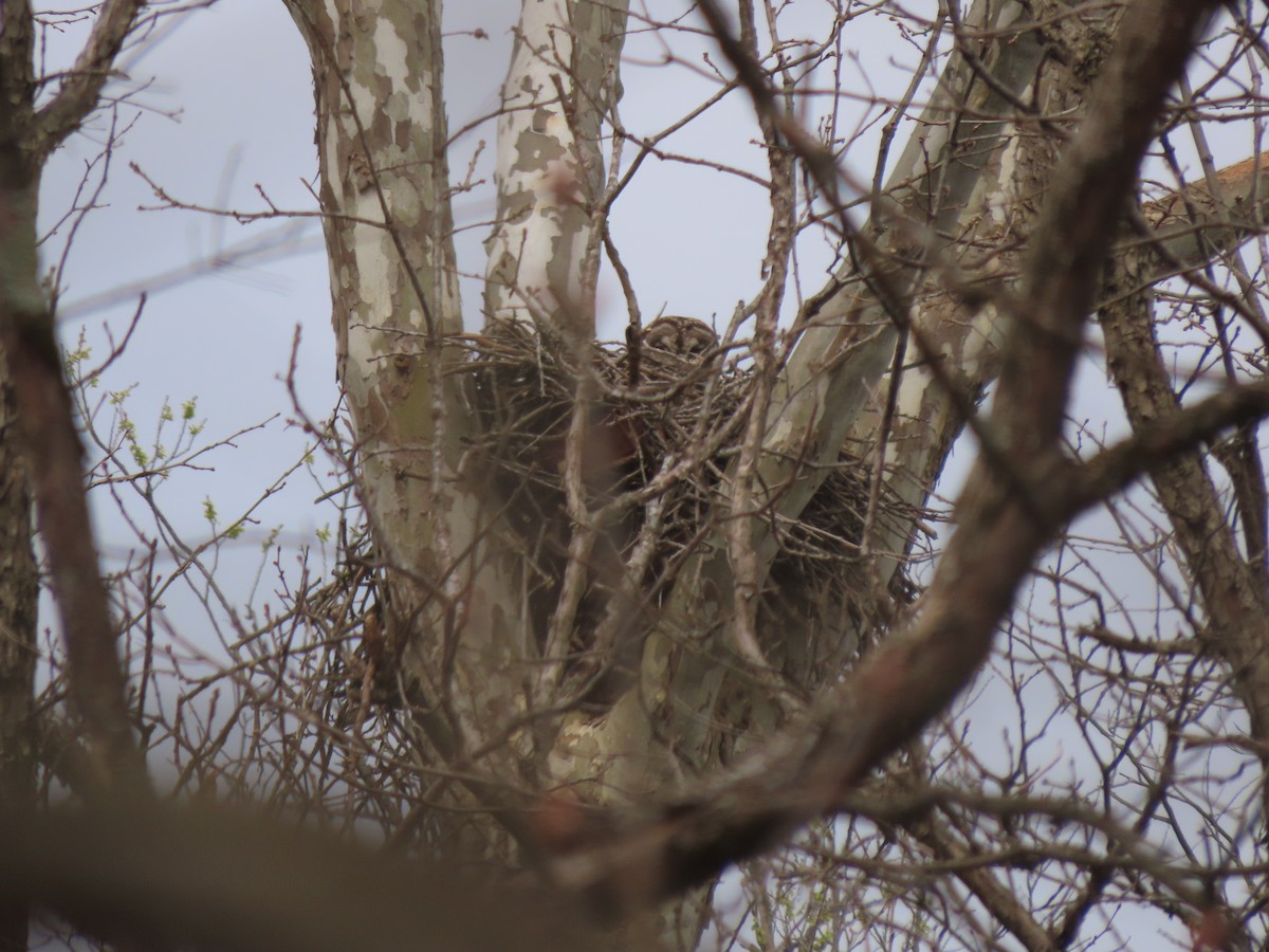 Barred Owl - ML633558330