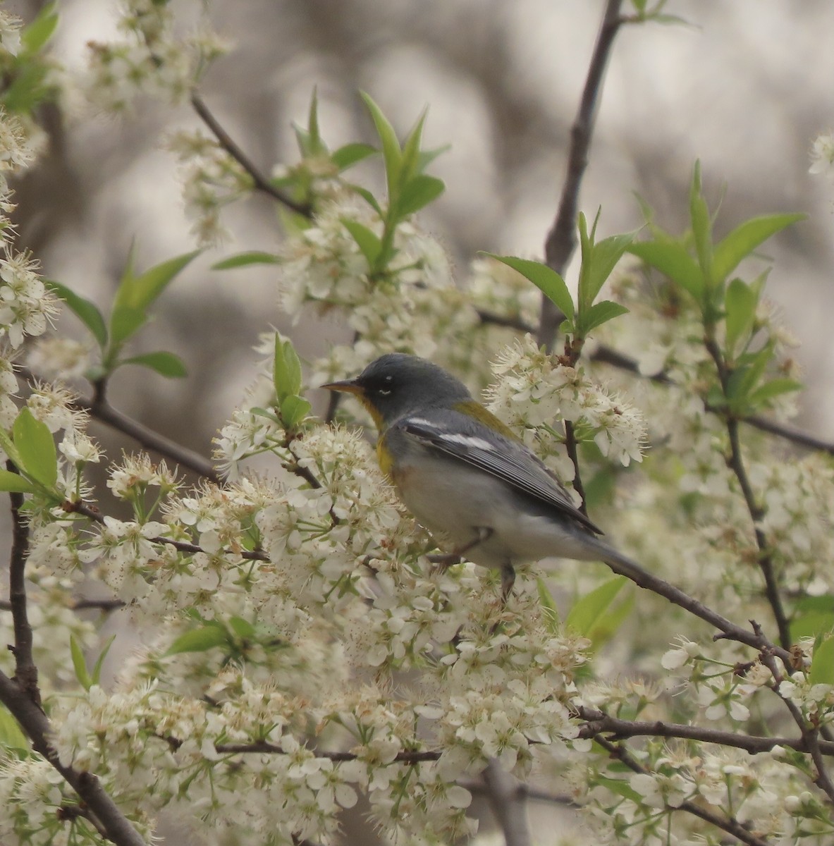 Northern Parula - ML633558352