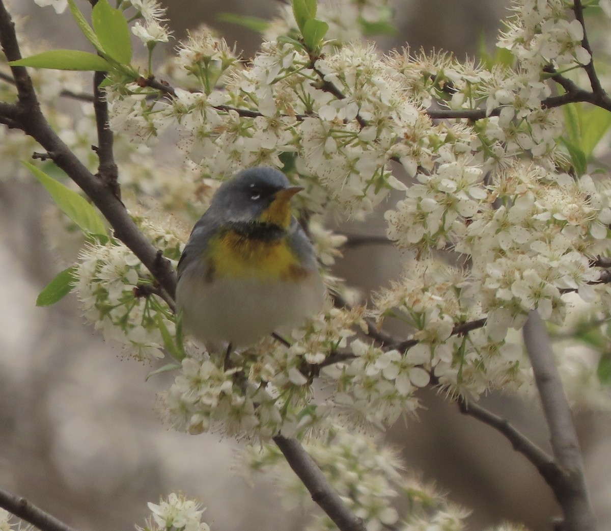 Northern Parula - ML633558354