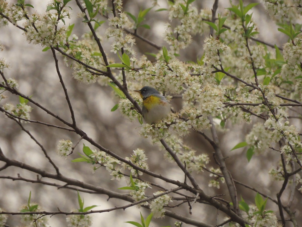 Northern Parula - ML633558355