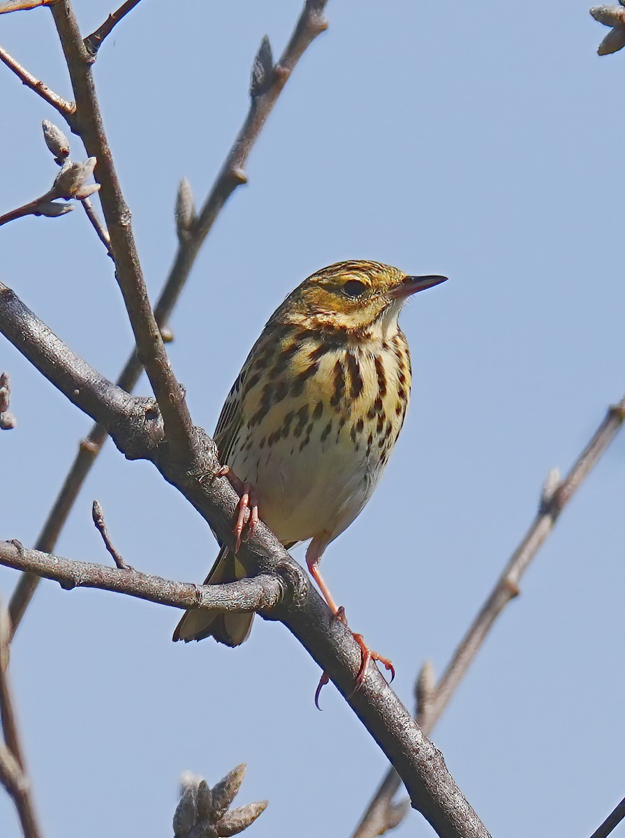 Tree Pipit - ML633558367