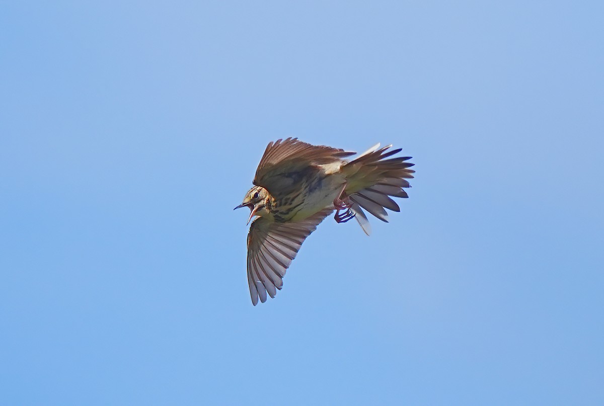 Tree Pipit - ML633558381