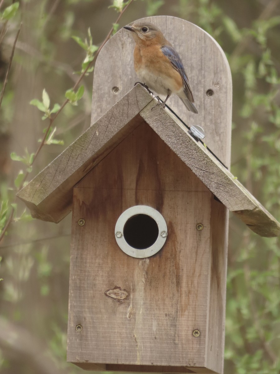 Eastern Bluebird - ML633558448