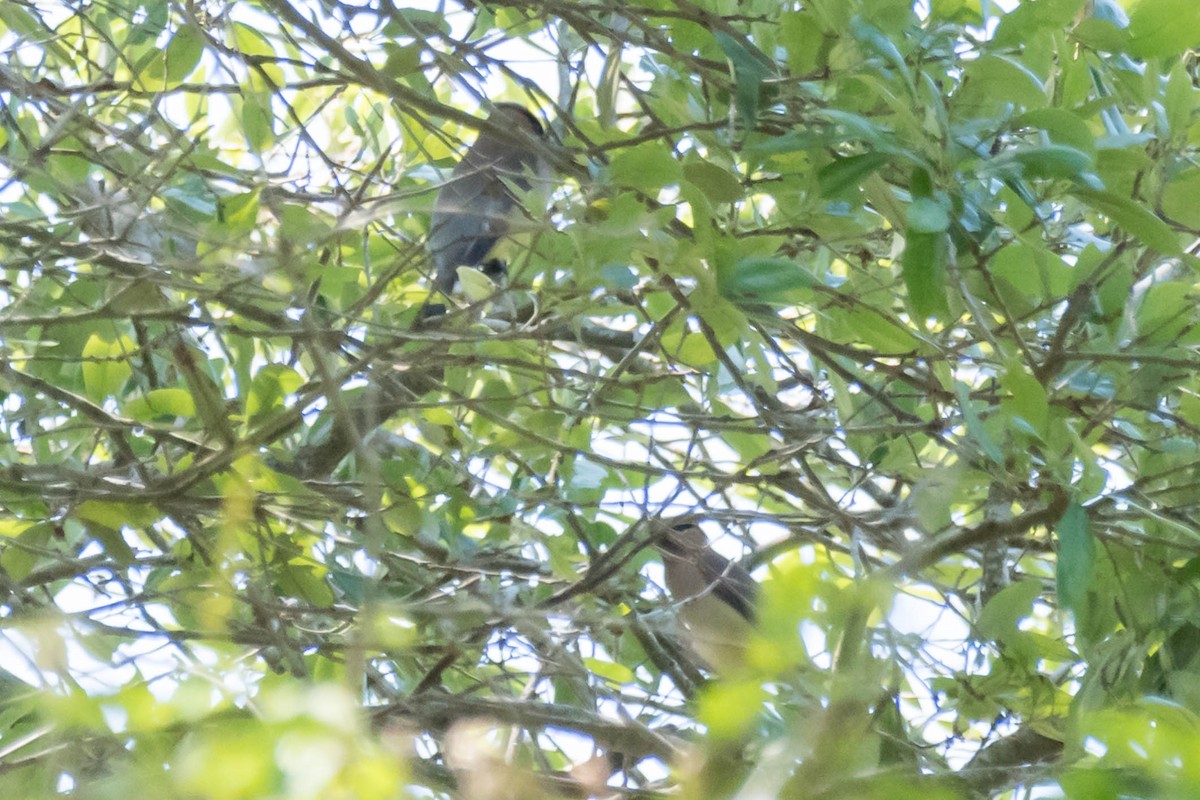 Cedar Waxwing - ML633558468