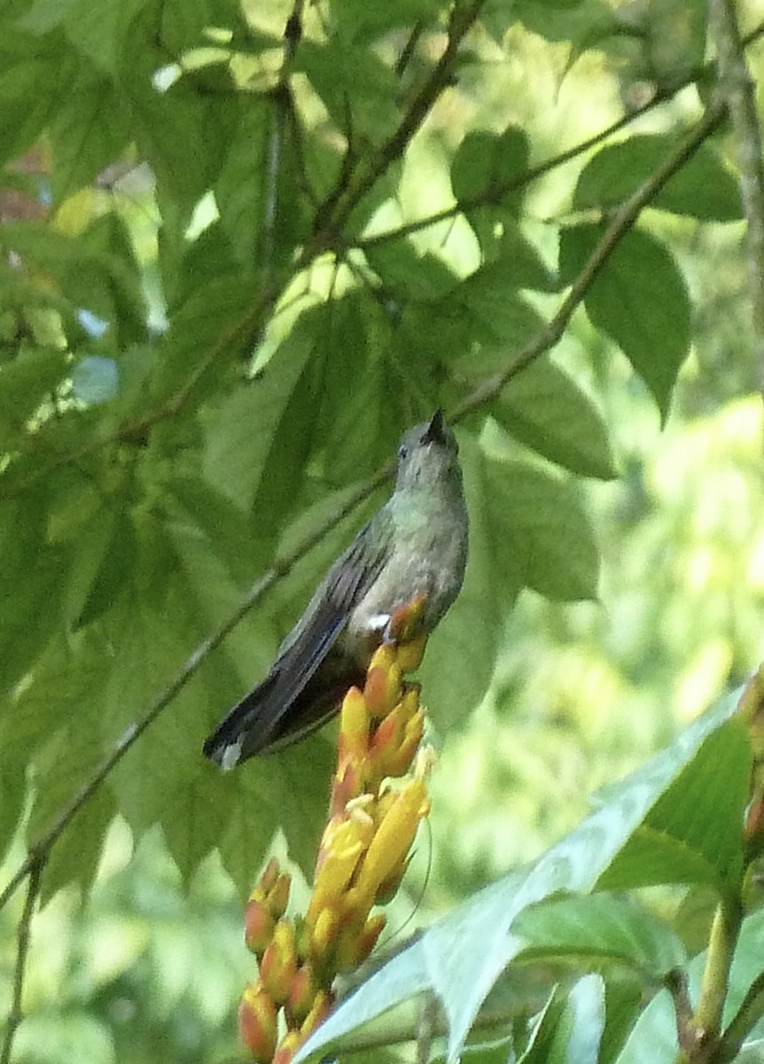 Wedge-tailed Sabrewing - ML633558501