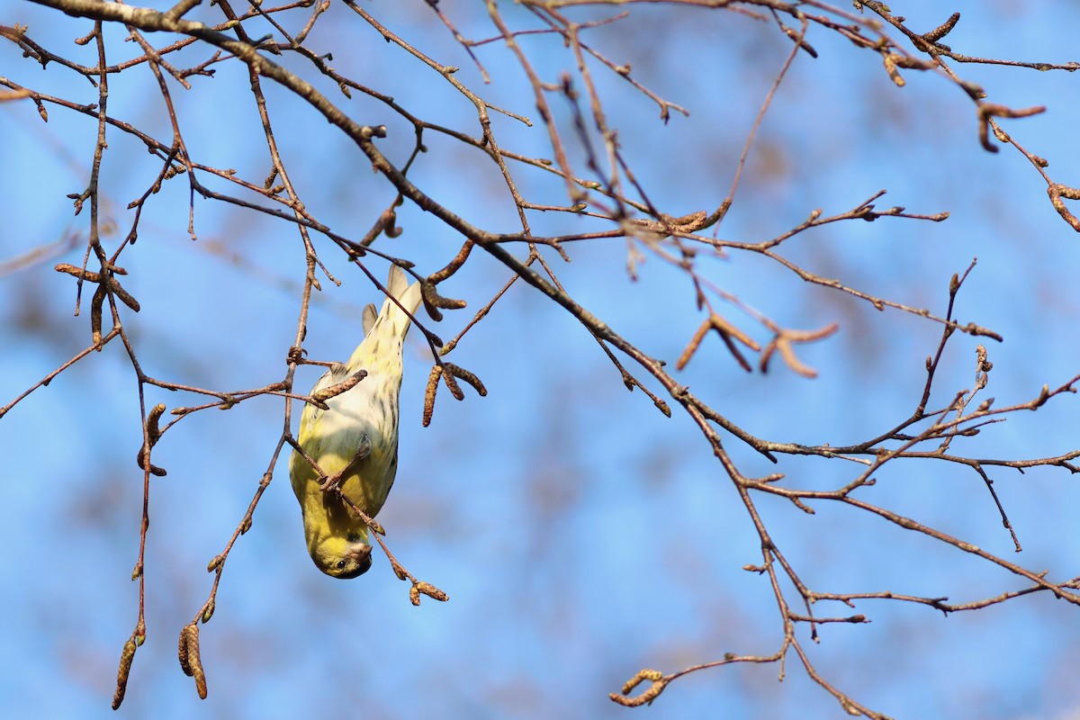 Eurasian Siskin - ML633558549
