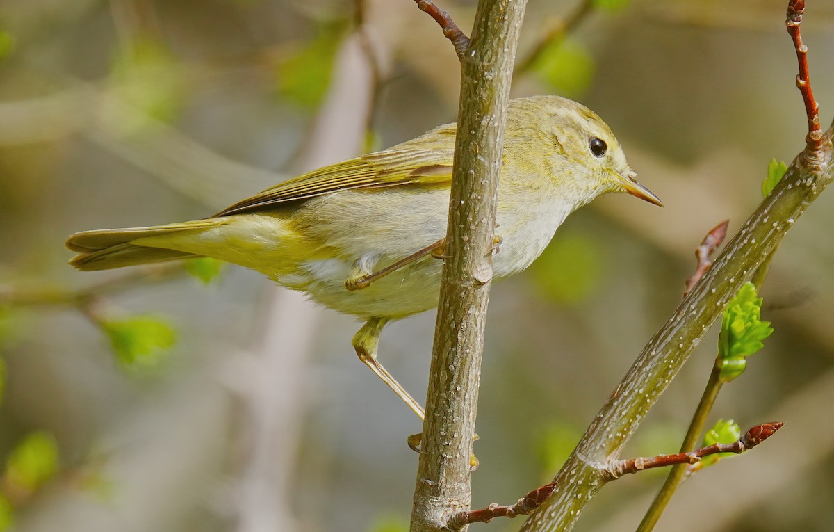 Iberian Chiffchaff - ML633558564