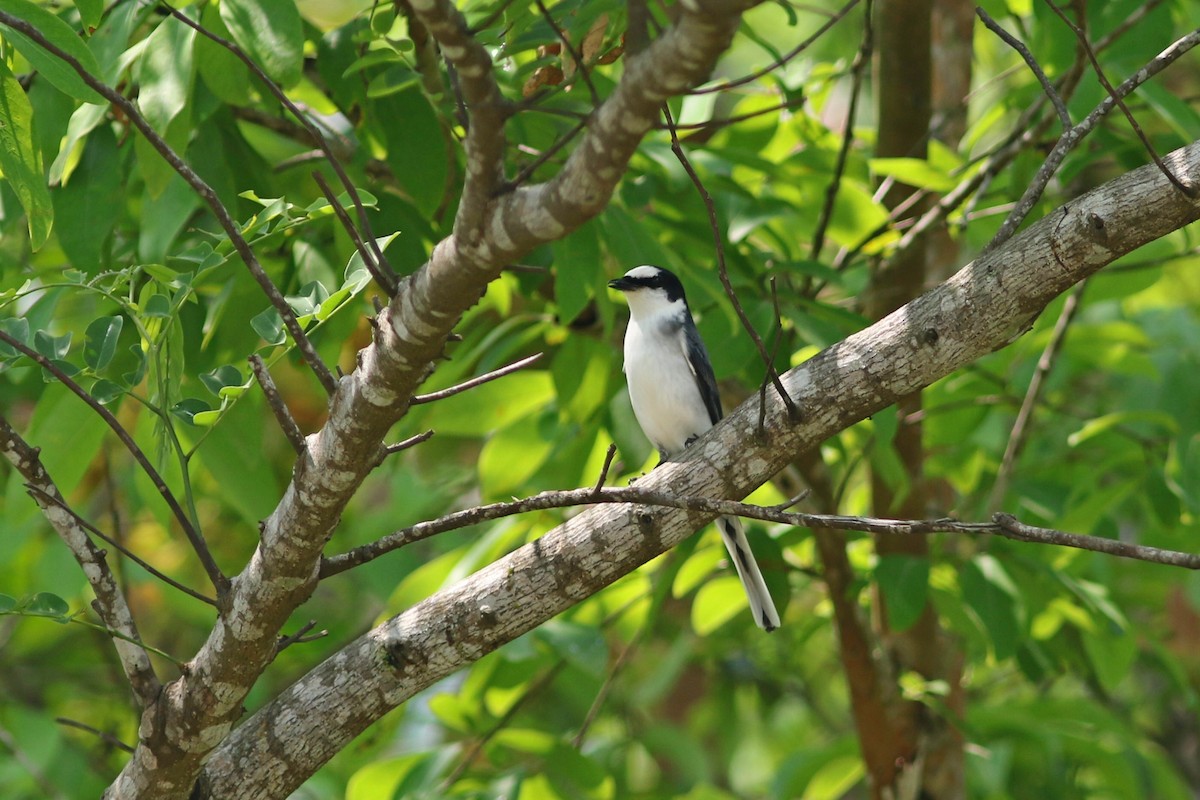 Ashy Minivet - ML633558616