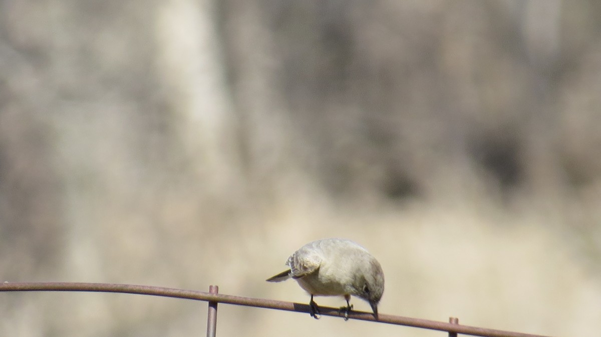 Say's Phoebe - ML633558622