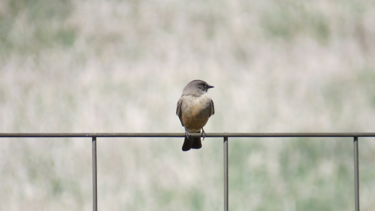 Say's Phoebe - ML633558623