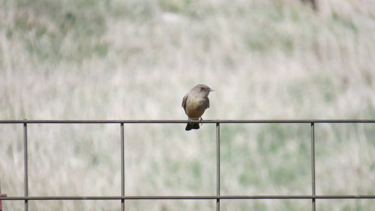 Say's Phoebe - ML633558624