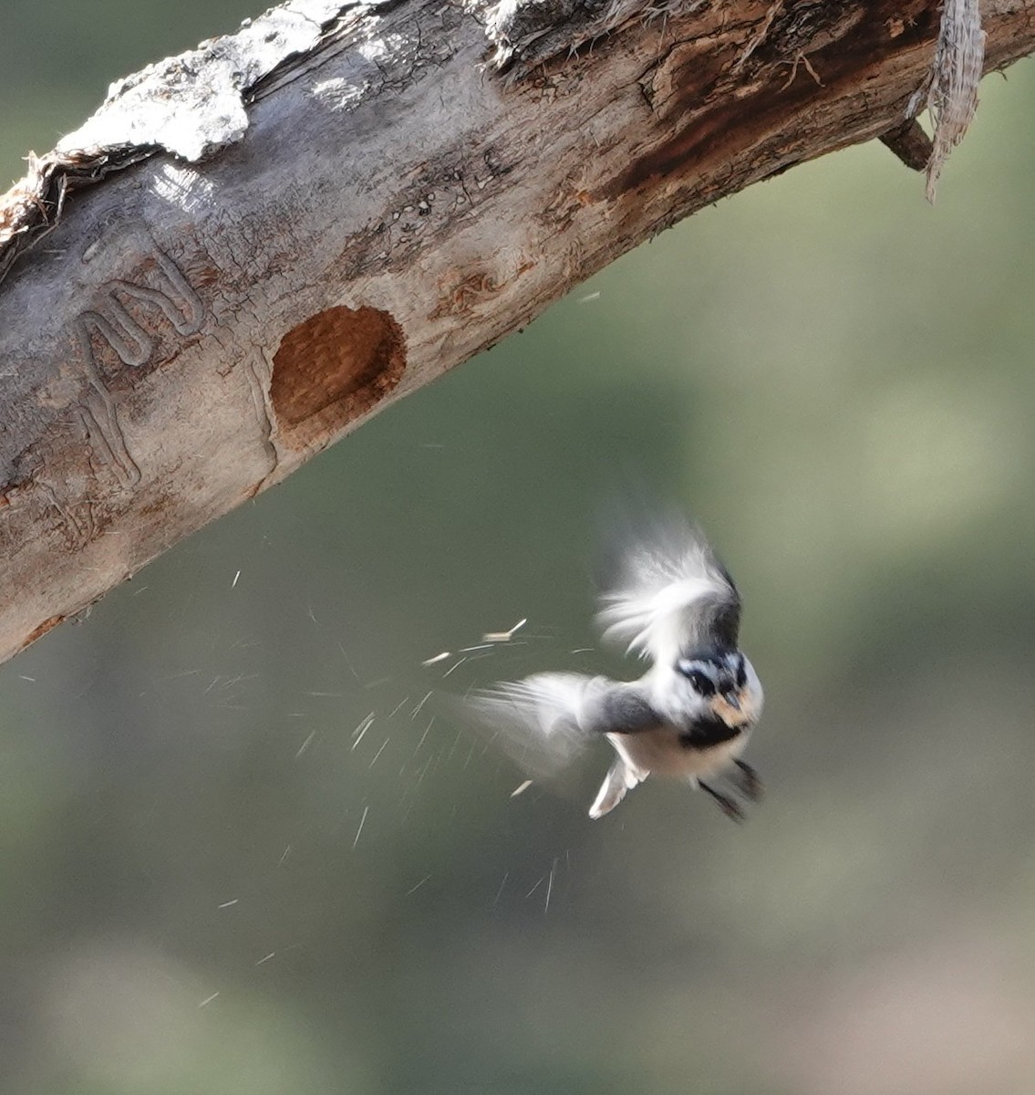 Mountain Chickadee - ML633558627