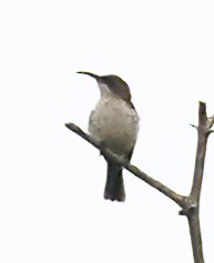 Mouse-colored Sunbird - ML633558647