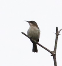 Mouse-colored Sunbird - ML633558648